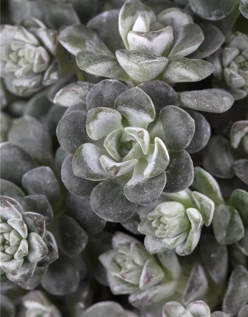 Spatelblättriges Garten-Fettblatt 'Cape Blanco'