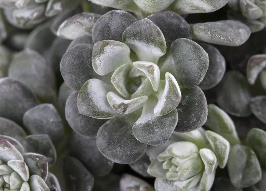 Spatelblättriges Garten-Fettblatt 'Cape Blanco'