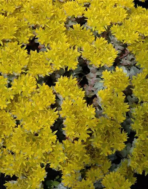 Spatelblättriges Garten-Fettblatt 'Cape Blanco'
