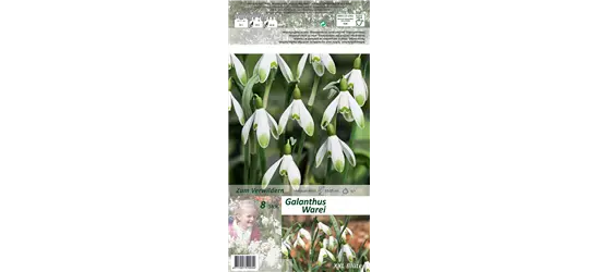 Schneeglöckchen 'Warei'