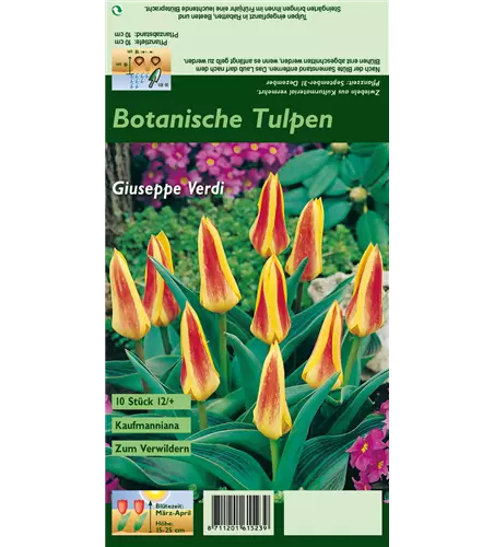 Seerosen-Tulpe 'Giuseppe Verdi'
