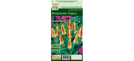 Seerosen-Tulpe 'Giuseppe Verdi'