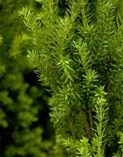 Taxus media Hillii