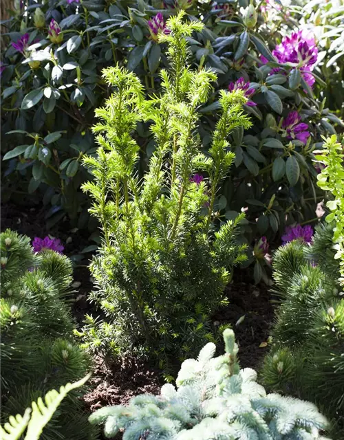 Taxus x media 'Hillii'