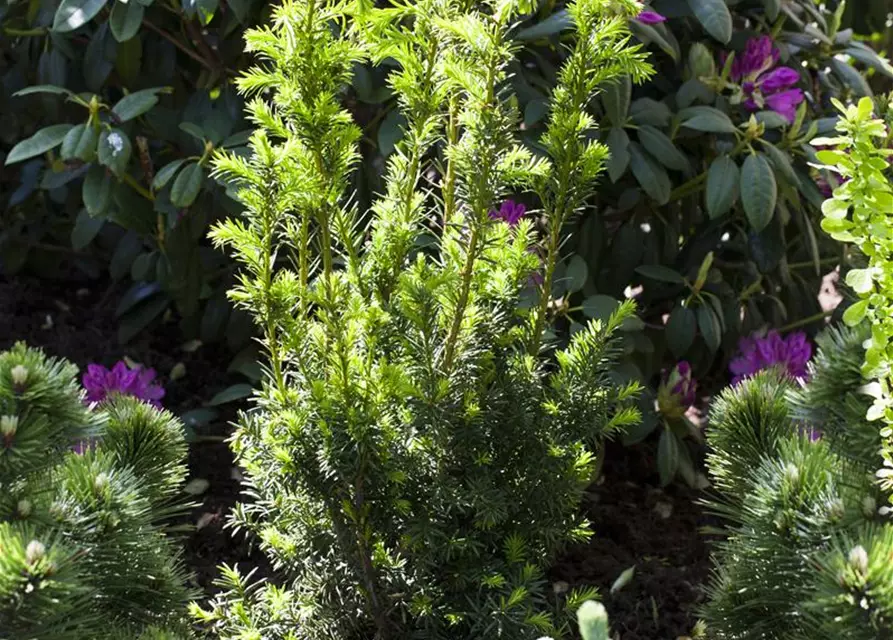 Taxus x media 'Hillii'