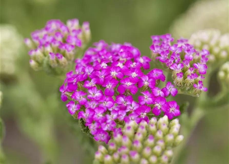 Schafgarbe 'Pink Grapefruit'