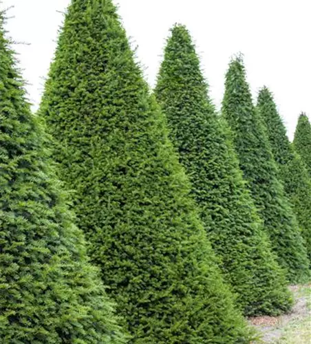 Taxus baccata Kegel 
