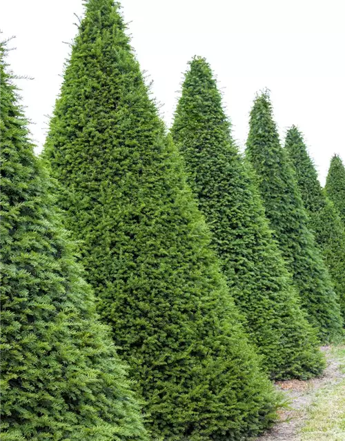 Taxus baccata Kegel 