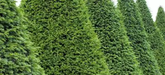 Taxus baccata Kegel 
