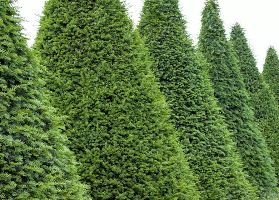 Taxus baccata Kegel 