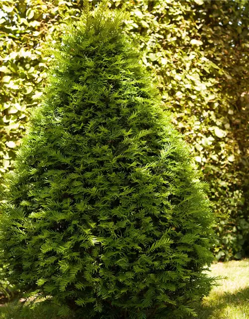 Taxus baccata Kegel 