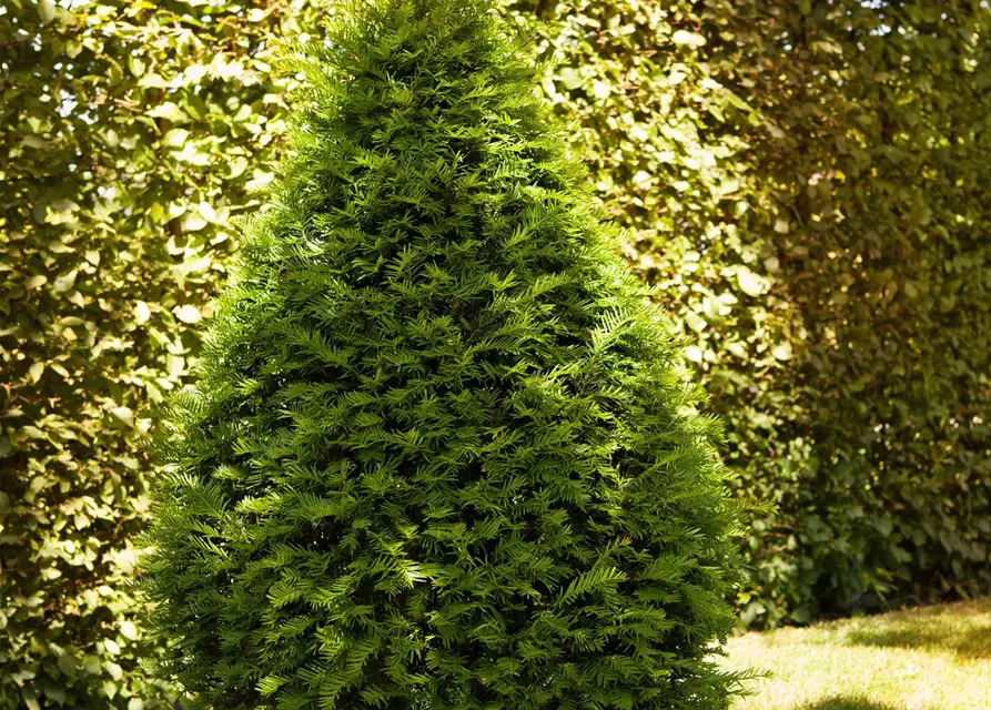 Taxus baccata Kegel 