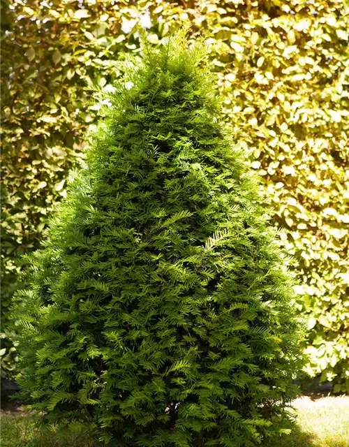 Taxus baccata Kegel 