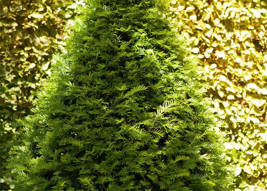 Taxus baccata Kegel 