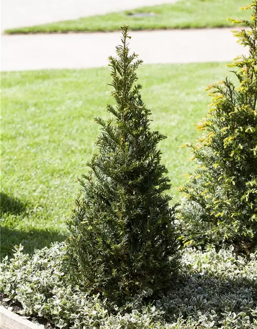 Taxus baccata Kegel 