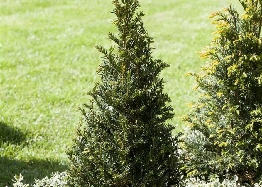 Taxus baccata Kegel 