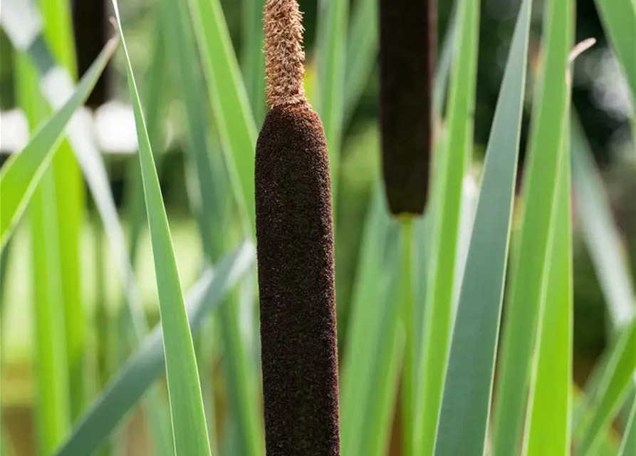 Schmalblättriger Rohrkolben