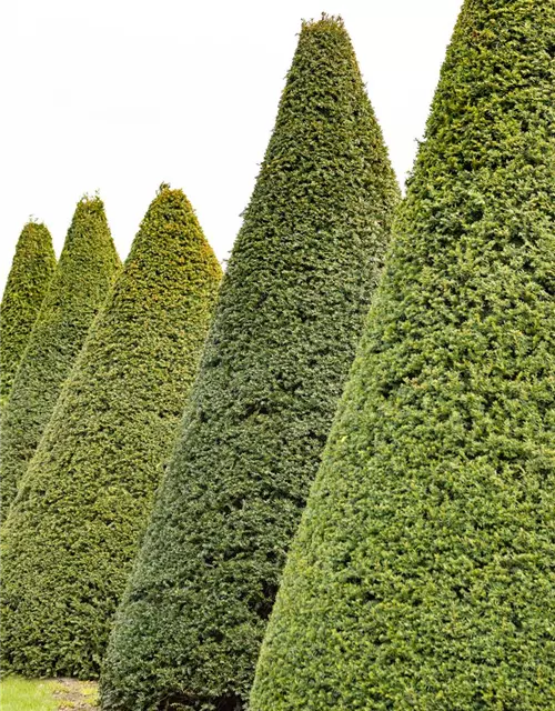 Taxus baccata Kegel 
