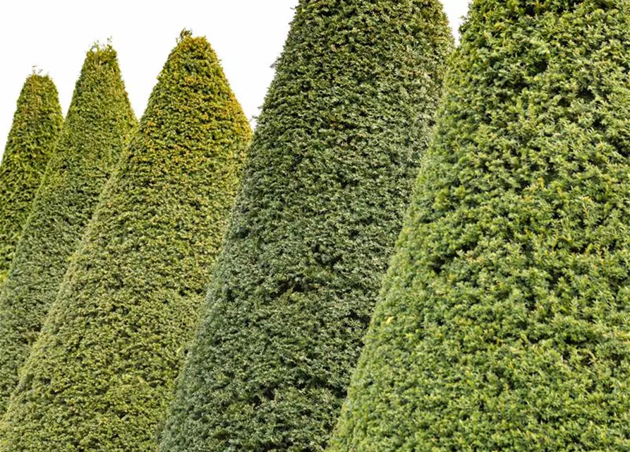 Taxus baccata Kegel 
