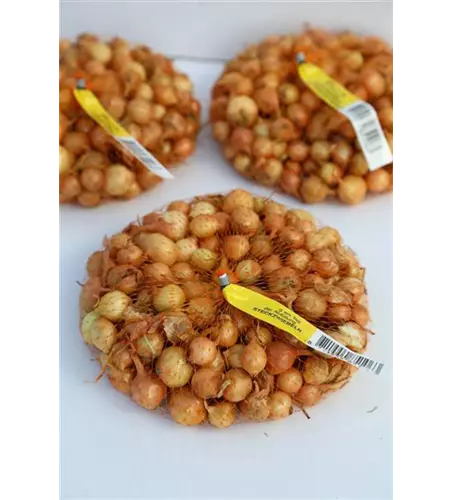 Speisezwiebel 'Radar'