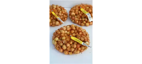 Speisezwiebel 'Radar'