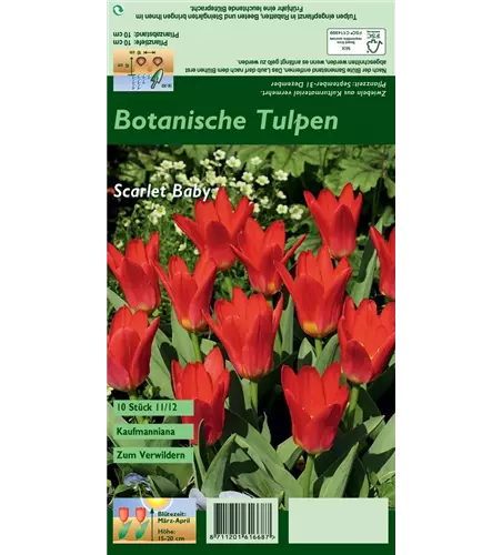 Seerosen-Tulpe 'Scarlet Baby'