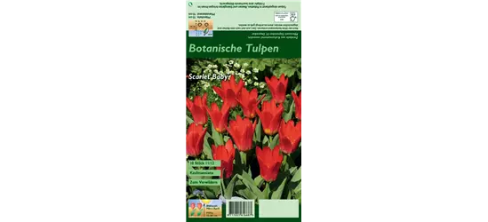 Seerosen-Tulpe 'Scarlet Baby'