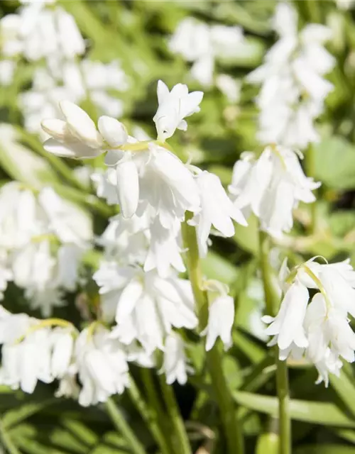 Spanisches Hasenglöckchen