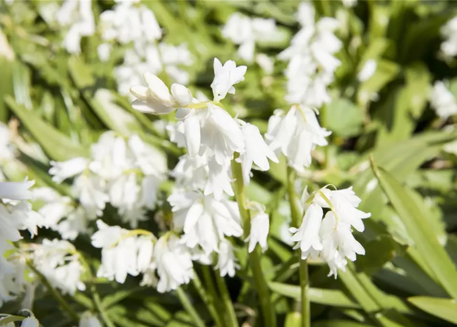 Spanisches Hasenglöckchen