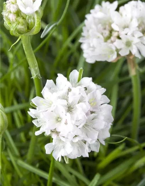 Strand-Grasnelke 'Armada White'