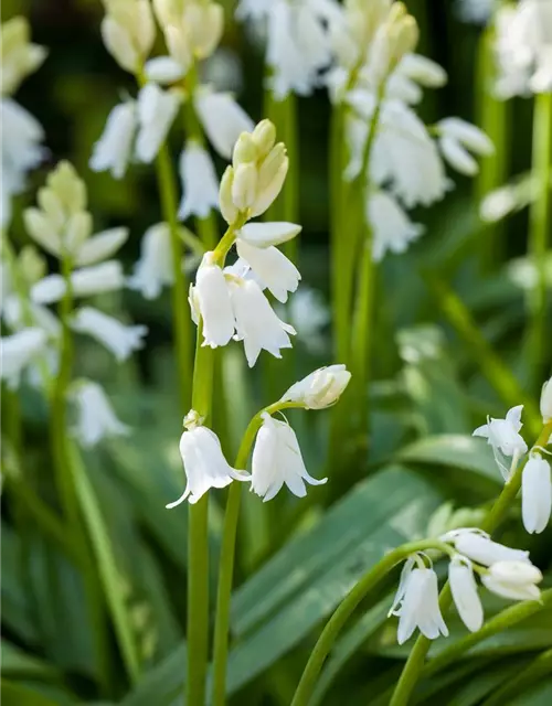 Spanisches Hasenglöckchen