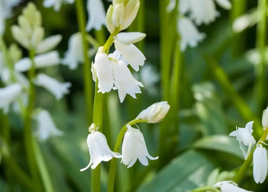 Spanisches Hasenglöckchen