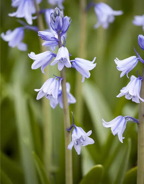 Spanisches Hasenglöckchen