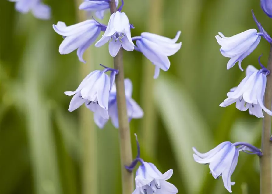 Spanisches Hasenglöckchen