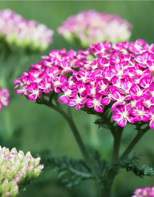 Schafgarbe 'Cerise Queen'