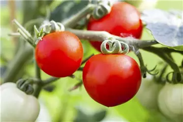 ALTE TOMATENSORTEN FüRS FREILAND!