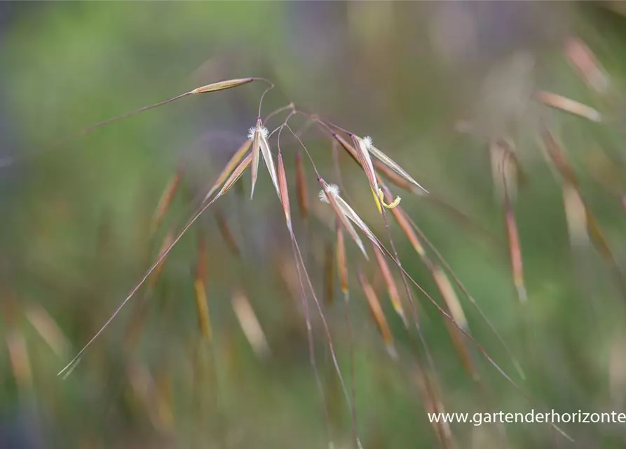 Riesen-Federgras