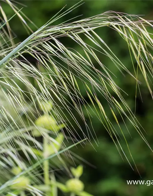 Riesen-Federgras