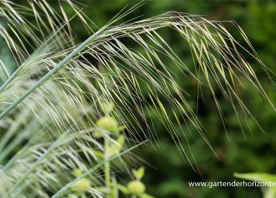 Riesen-Federgras