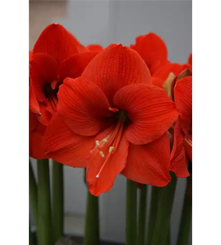 Ritterstern 'Orange Souvereign'