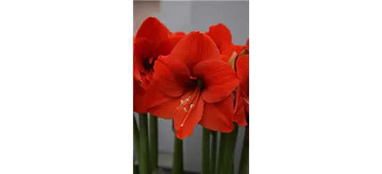 Ritterstern 'Orange Souvereign'