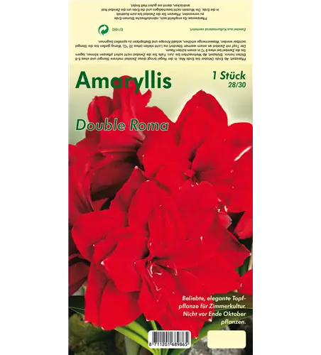 Ritterstern 'Double Roma'