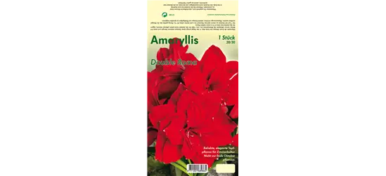 Ritterstern 'Double Roma'