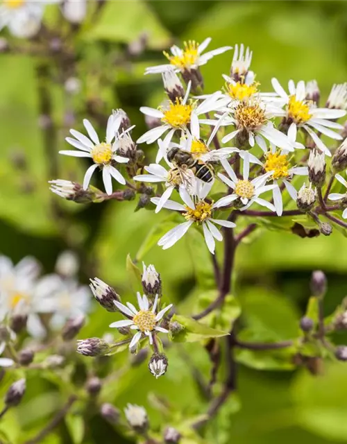 Sperrige Aster