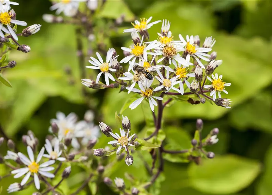 Sperrige Aster