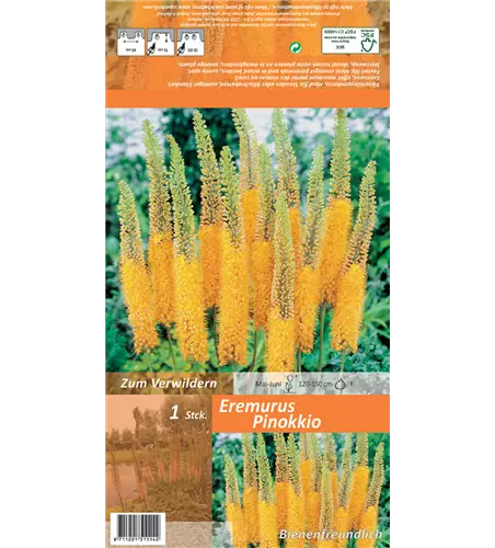 Steppenkerze 'Pinokkio'