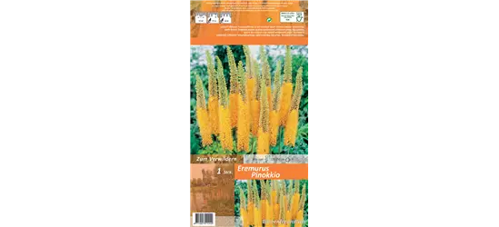 Steppenkerze 'Pinokkio'