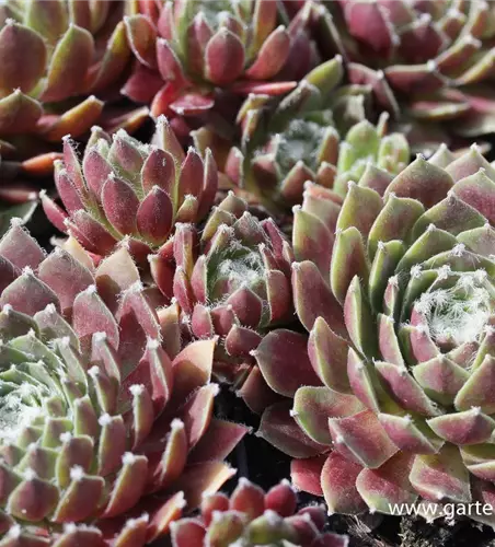Spinnwebige Steinrose 'Rauhreif'