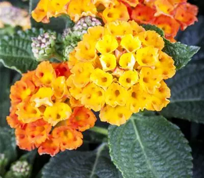 Lantana camara