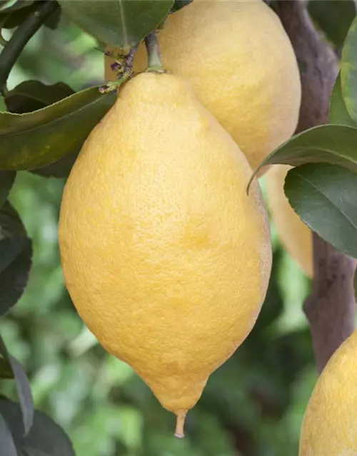 Zitrone Querspalier mit Früchten